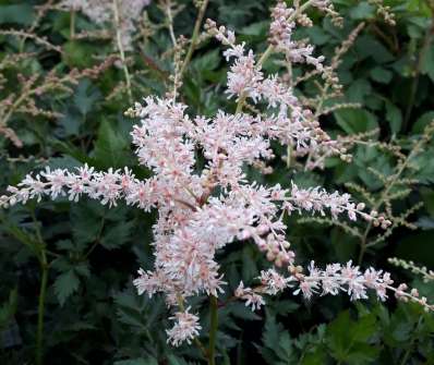 Astilbe simplicifolia Pink Lighting