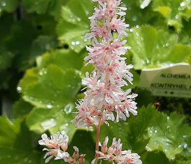 Astilbe simplicifolia Pink Lighting