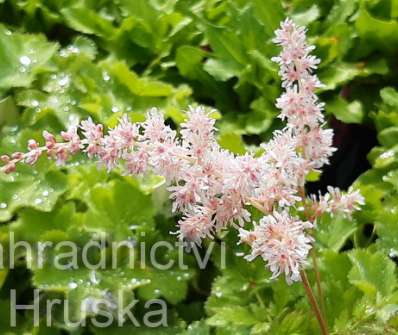 Astilbe simplicifolia Pink Lighting