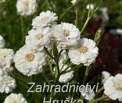 Achillea ptarmica