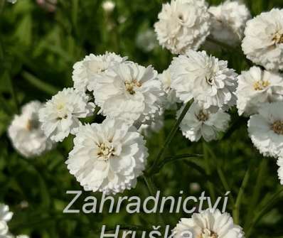 Achillea ptarmica