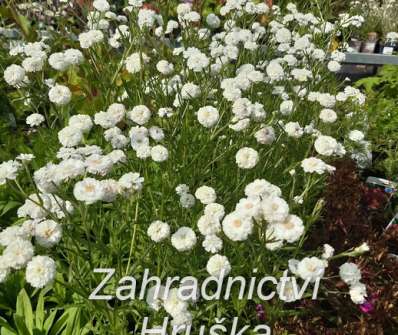 Achillea ptarmica