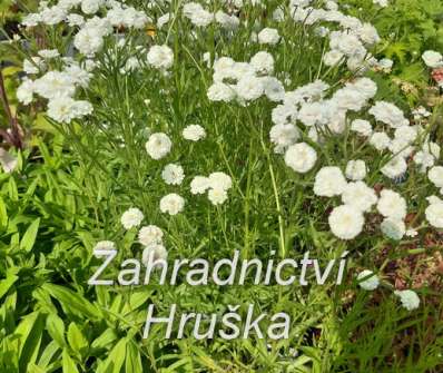 Achillea ptarmica