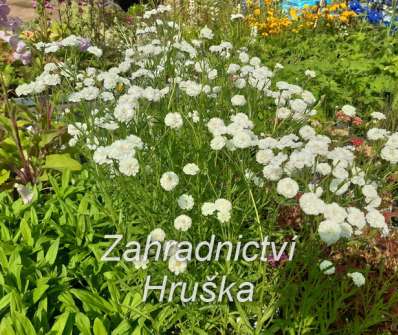 Achillea ptarmica