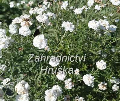 Achillea ptarmica