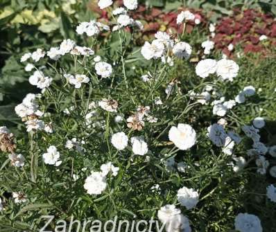 Achillea ptarmica