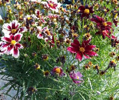 Coreopsis Ruby Frost