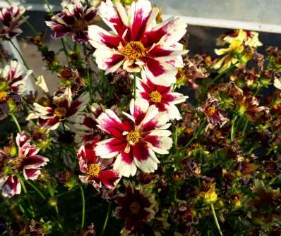 Coreopsis Ruby Frost