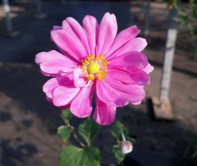 Anemone japonica Margarete