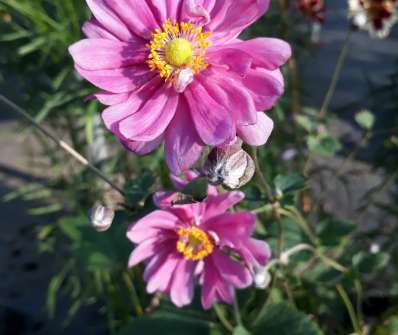Anemone japonica Margarete