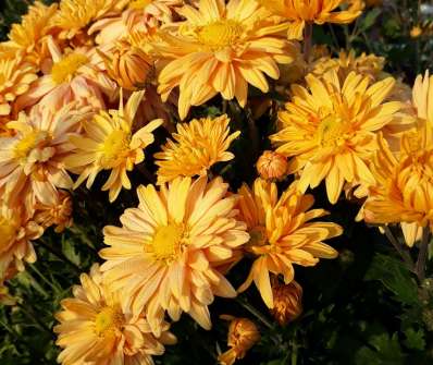 Chrysanthemum indicum Kleiner Bernstein