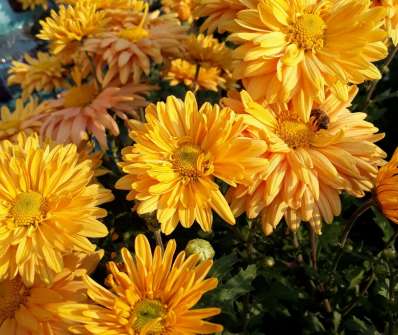 Chrysanthemum indicum Kleiner Bernstein