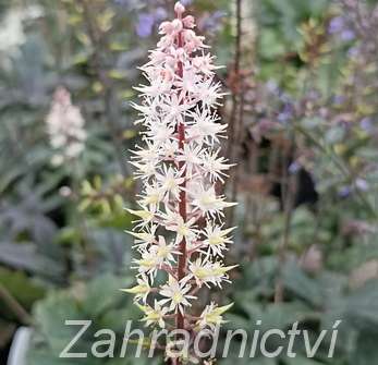 Tiarella Pink Skyrocket