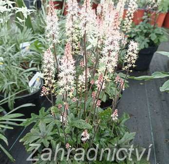 Tiarella Pink Skyrocket