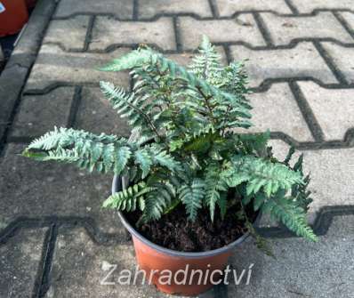 papratka - Athyrium nipponicum Pewter Lace
