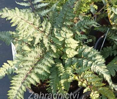 papratka - Athyrium nipponicum Pewter Lace