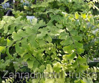 netík - Adiantum pedatum