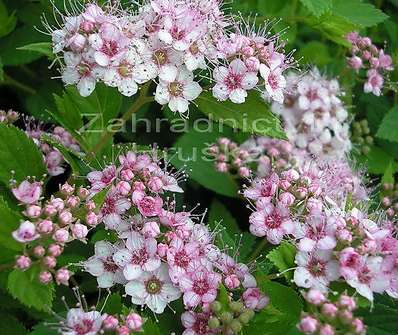 tavolník - Spiraea japonica 'Little Princess'