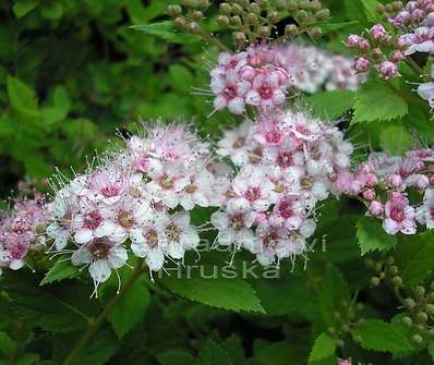 tavolník - Spiraea japonica 'Little Princess'