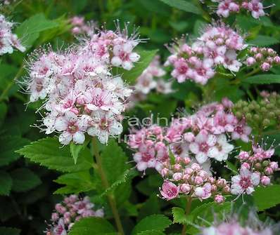 tavolník - Spiraea japonica 'Little Princess'