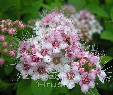 tavolník - Spiraea japonica 'Little Princess'