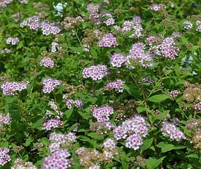 tavolník - Spiraea japonica 'Little Princess'