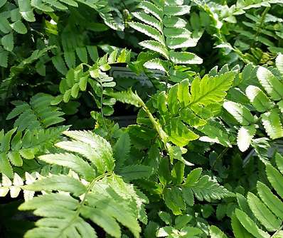 kapraď - Dryopteris atrata (cycadina)