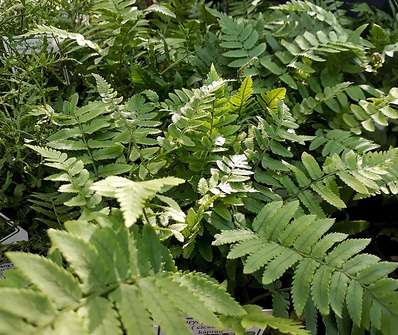 kapraď - Dryopteris atrata (cycadina)