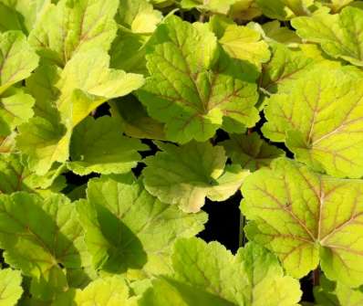 Heuchera Elektra