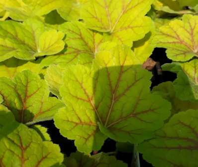 Heuchera Elektra