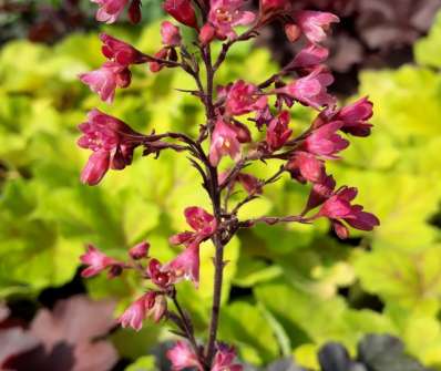 Heuchera Milan