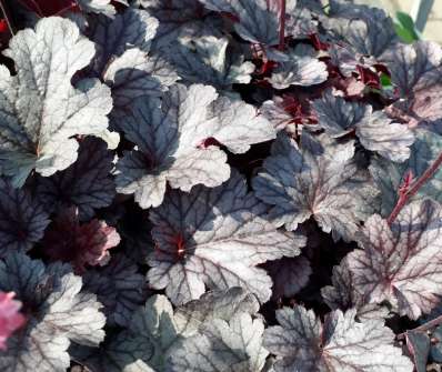 Heuchera Milan