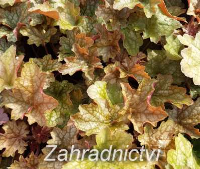 Heuchera Ginger Ale