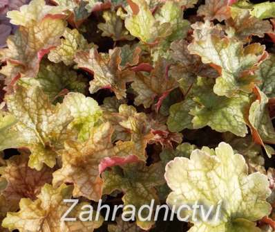 Heuchera Ginger Ale