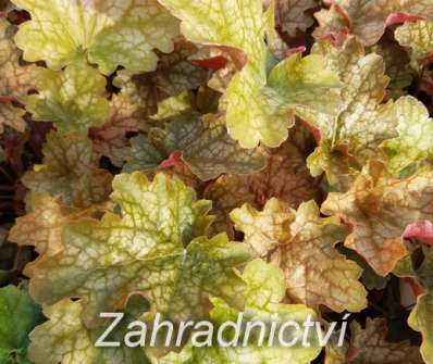 Heuchera Ginger Ale