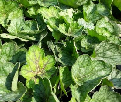 Heuchera Peppermint Spice