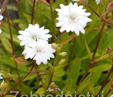 Silene alpestris Flore Pleno