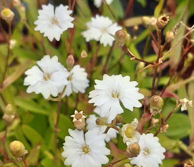 Silene alpestris Flore Pleno