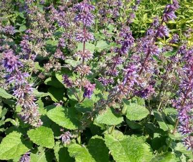 Salvia verticilata