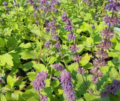 Salvia verticilata