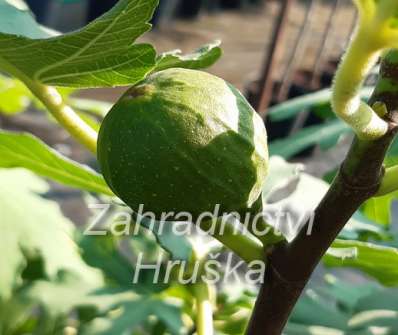 fíkovník - Ficus carica 'Peretta'