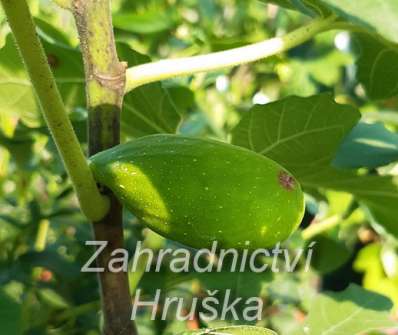 fíkovník - Ficus carica 'Peretta'