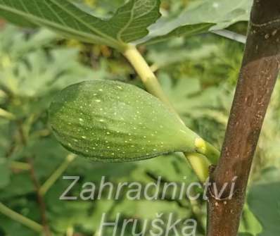 fíkovník - Ficus carica 'Peretta'