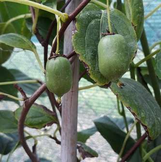 kiwi - Actinidia 'Japsai'