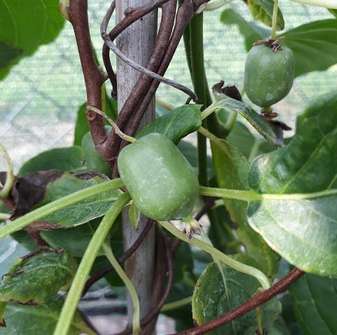 kiwi - Actinidia 'Japsai'