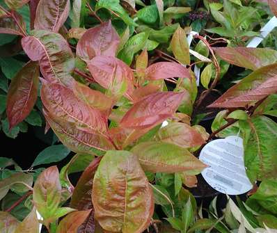 vajgelie - Weigela florida 'Wings of Fire'