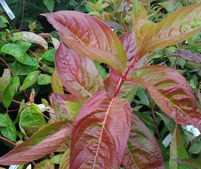 vajgelie - Weigela florida 'Wings of Fire'