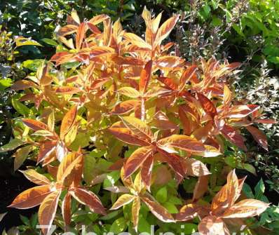 vajgelie - Weigela florida 'Wings of Fire'