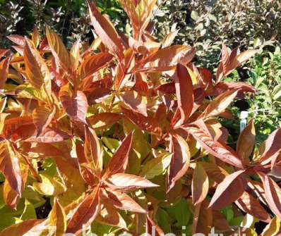 vajgelie - Weigela florida 'Wings of Fire'