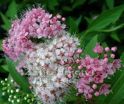 tavolník - Spiraea japonica 'Shirobana'